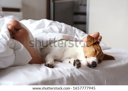 Emotional support animal concept. Sleeping man's feet with jack russell terrier dog in bed. Adult male and his pet lying together on white linens covered with blanket. Close up, copy space, background