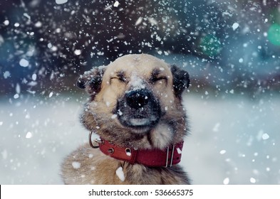 Emotions,  Dog Under Snow
