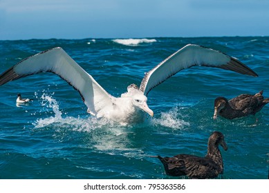 Emperor Albatross New Zealand,Largest Of All Albatrosses This Magnificent Bird Spends More Than 85% Of The Time At Sea With A Wing Span Up To Three Meters.