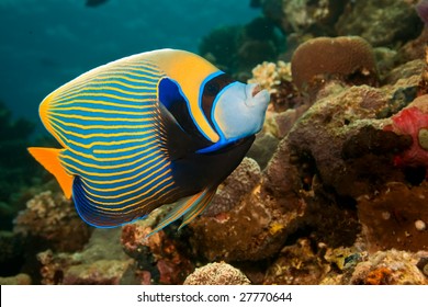 Emperor Angelfish (pomacanthus Imperator)