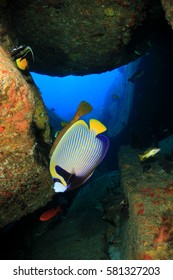 Emperor Angelfish. Tropical Fish In Underwater Cave. 