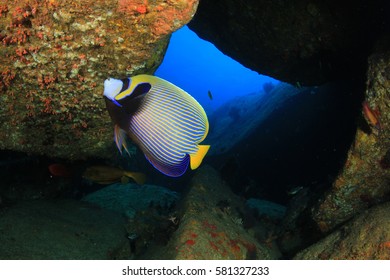 Emperor Angelfish. Tropical Fish In Underwater Cave. 