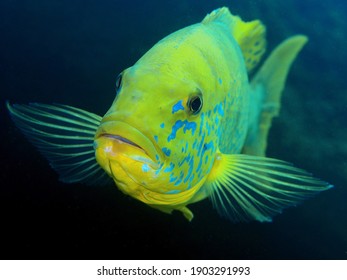 Emperor Cichlid - Lake Tanganyika Cichlid, Boulengerochromis Microlepis