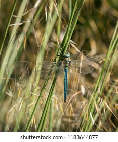 Emperor Dragon Fly Seen In Botanic Gardens Cambridge UK