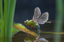 An Emperor Dragonfly (Anax Imperator) Depositing Eggs In The Water, Sunny Day In Springtime, Vienna (Austria)