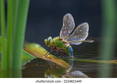 An emperor dragonfly (Anax imperator) depositing eggs in the water, sunny day in springtime, Vienna (Austria)