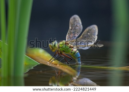 An emperor dragonfly (Anax imperator) depositing eggs in the water, sunny day in springtime, Vienna (Austria)
