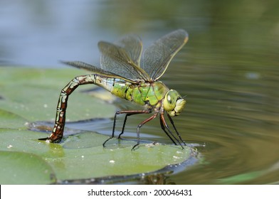 Emperor Dragonfly - Anax imperator Female laying eggs on floating vegitation