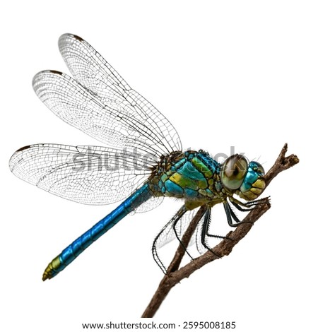 The Emperor Dragonfly (*Anax imperator*) is a large, fast-flying species with a bright blue abdomen and green thorax, commonly found near lakes, ponds, and slow rivers.