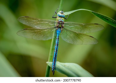 The emperor dragonfly or blue emperor is a large species of hawker dragonfly of the family Aeshnidae, averaging 78 millimetres in length