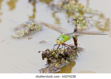 Emperor Dragonfly female laying eggs on Vegetation