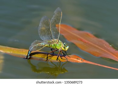 emperor dragonfly laying eggs - Shutterstock ID 1350689273