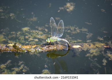 emperor dragonfly laying eggs in the water
