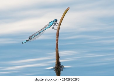 Emperor Dragonfly On Water Plant Stem