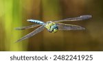 Emperor Dragonfly on the Wing