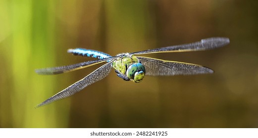 Emperor Dragonfly on the Wing