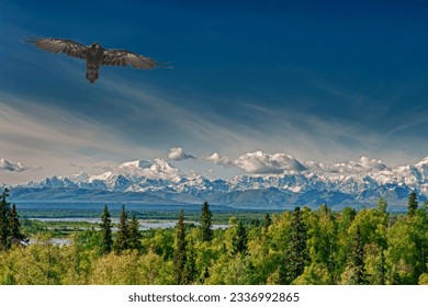 Emperor Eagle on the alaska background