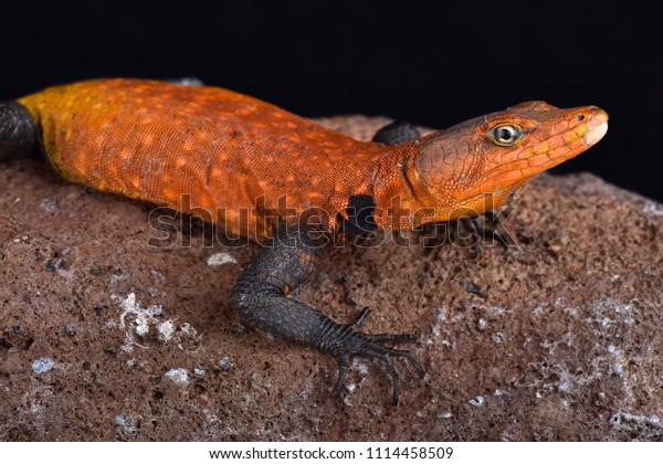 2 Platysaurus Imperator 이미지, 스톡 사진 및 벡터 | Shutterstock