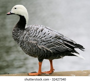 Emperor Goose