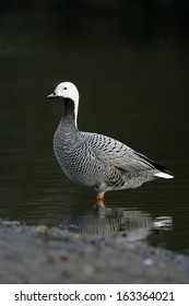 Emperor Goose, Anser Canagica, Single Bird In Water                 