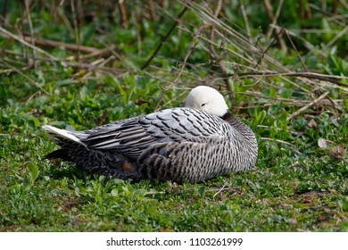 Emperor Goose - Anser Canagica 
From Western Alaska