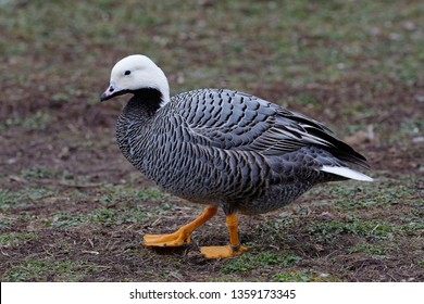 Emperor Goose - Anser Canagica 
From Western Alaska