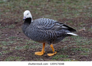 Emperor Goose - Anser Canagica 
From Western Alaska