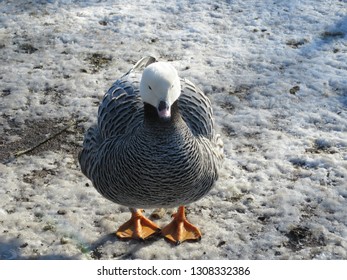 Emperor Goose In Snow