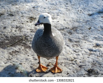 Emperor Goose In Snow