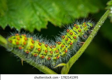 Emperor moth Caterpillar/ Larvae, (Saturnia pavonia), Walking along a green stem with a black background.