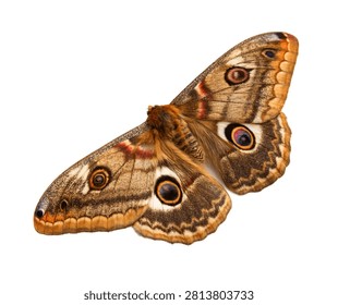 Emperor Moth Wings Spread Pose Brown Eye Patt Isolated On White Background