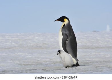 Emperor Penguin With Chick