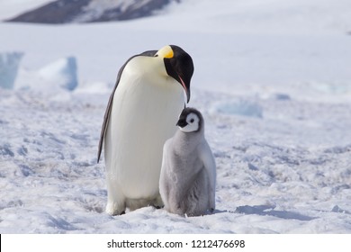 An Emperor Penguin with chick at the Emperor Penguin Colony at Snow Hill, Weddell Sea, Antarctica. October 2018.