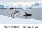 Emperor penguin chick is flapping its wings playful with A breaching endangered orca in the Salish Sea