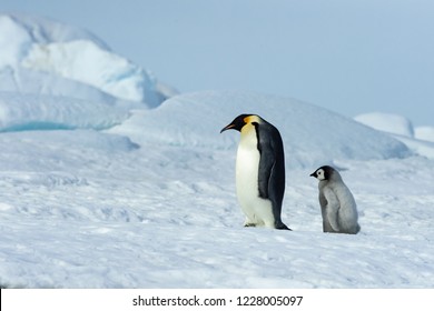 Emperor Penguin Chick Follows After Father.  Emperor Penguins Offer Many Portraits Of Emotions And Situations That Look Startlingly Human.  Scenes Of Family Life Are Certainly Abundant.