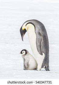 Emperor Penguin Chick Sat On The Feet Of An Adult