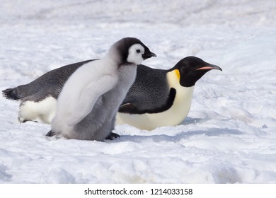 An Emperor Penguin And Chick At Snow Hill Emperor Penguin Colony, October 2018.