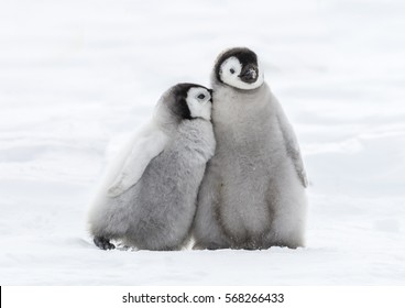 Emperor Penguin Chicks 