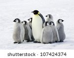 Emperor penguin with children, the Antarctic.