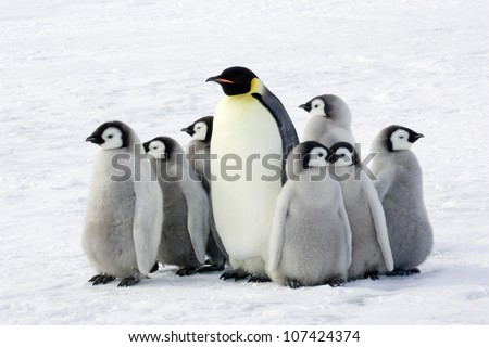 Emperor penguin with children, the Antarctic.