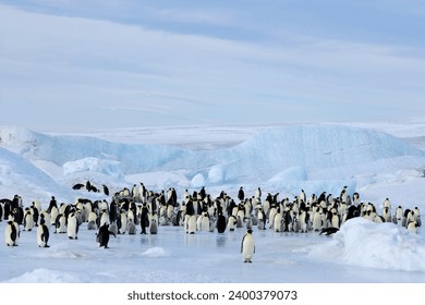 Emperor penguin colony (Aptenodytes forsteri), Snow Hill Island, Weddell Sea, Antarctica, Polar Regions *** Local Caption ***   - Powered by Shutterstock