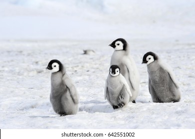 Emperor Penguin Chicks On Snow Antarctica Stock Photo (Edit Now) 328830818