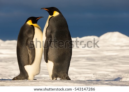 Emperor penguin couple standing together
