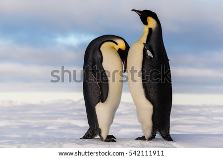 Emperor penguin crying on friend's breast
