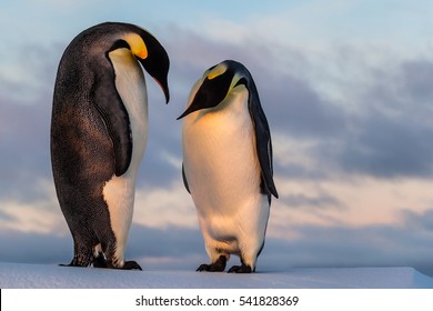 皇帝ペンギン の画像 写真素材 ベクター画像 Shutterstock