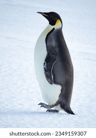 Emperor penguin, eating snow; Inexpressible Island, Antarctica; Emperor penguin in front, of pressure ice; in full waddle; looking at the camera; Emperor penguin with, snow on beak; Inexpressible
