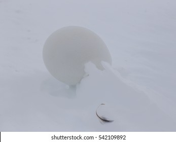 Emperor Penguin Egg