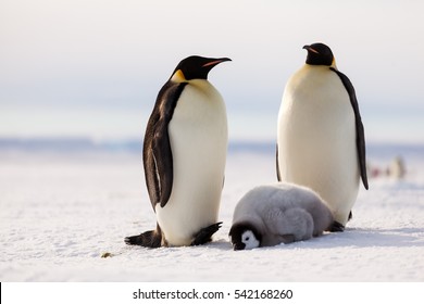 Emperor Penguin Family, Chick Taking A Nap
