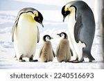 Emperor penguin family keeps eye on their little fluffy cubs