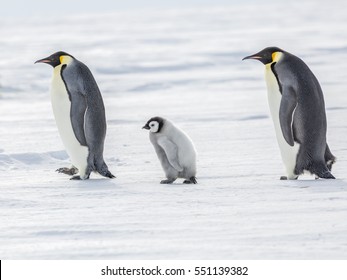 Emperor Penguin Family Walk